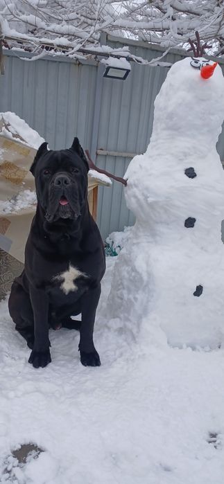 Кобели кане корсо на вязку.