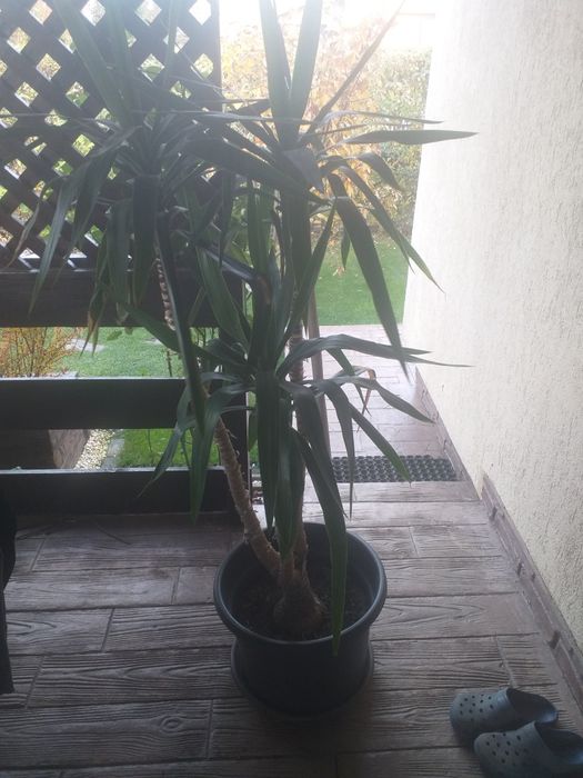 Planta de interior Yucca