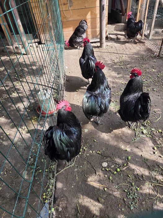Cocosi de vanzare : Rasa Austrolop, Matase Japoneza , Araucana