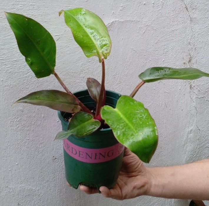 Филодендроны Philodendron ‘Prince of Orange’. Цветы для дома и офиса