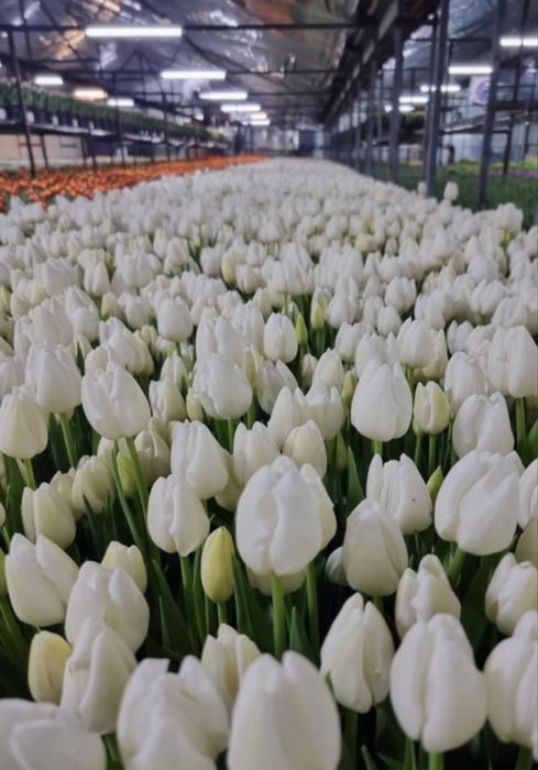 Тюльпаны голландские оптом
