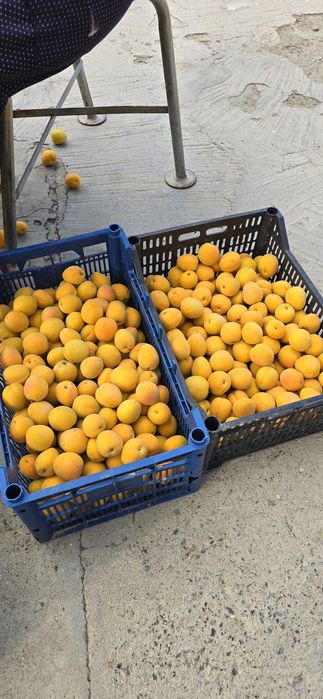 Продам Абрикос собственного сада