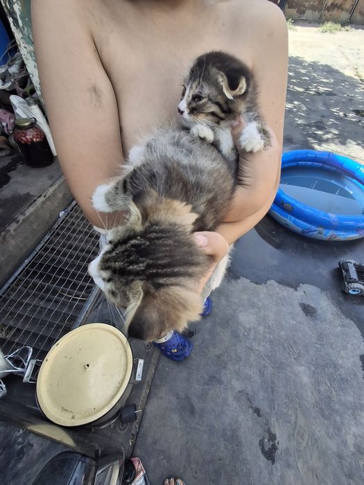 Котята отдам в хорошие руки