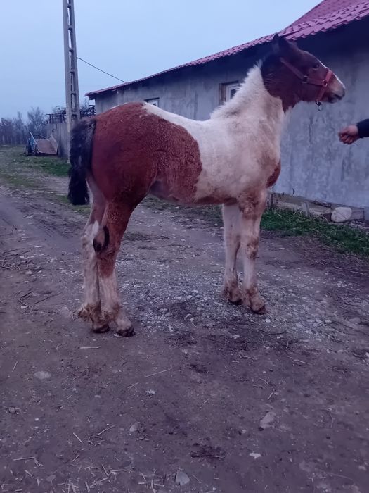 Vand manz gypsy vanar vârstă 3 luni  manzul se da la 4 luni