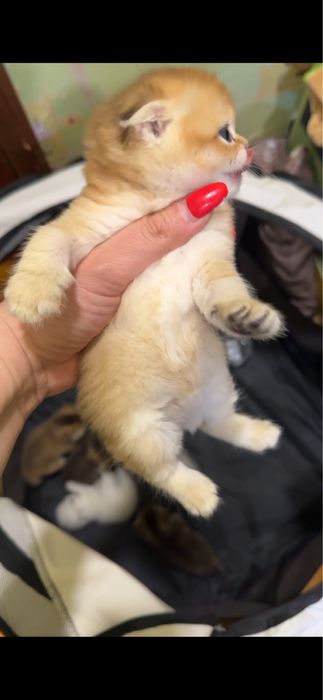 Продается фолд голд золото мал