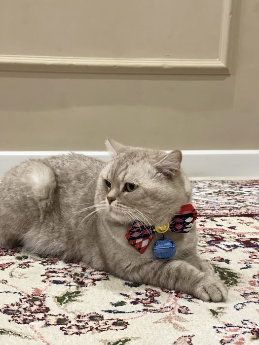 Вязка кошек. Nasl olishga mushuk. O’gil bola.Shinshila 3yosh.