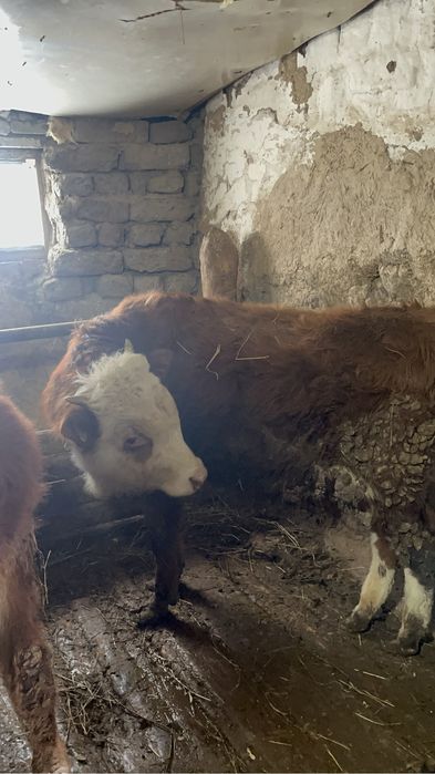 12 бас бұқашық, қашар, бычки