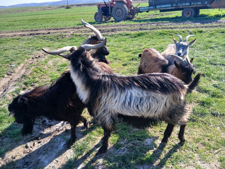 Vând iezi, cârlani