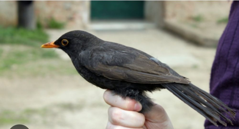 Чёрный дрозд сотилади