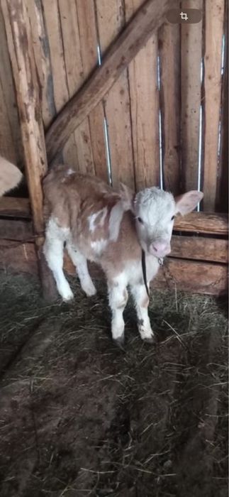 Vitei rasa de carne de vanzare sugari , semi-intarcati si intarcati