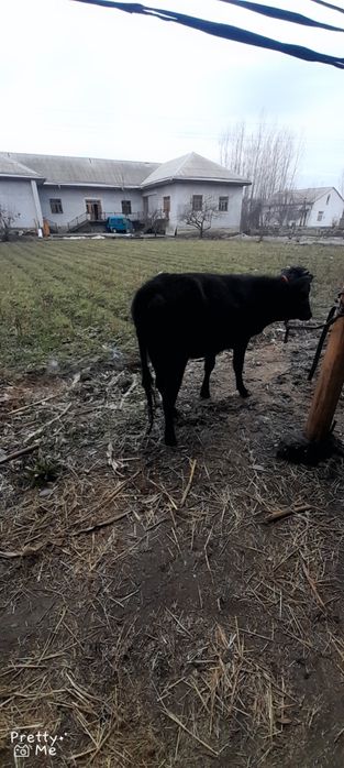 Gunojin sotladi soglom