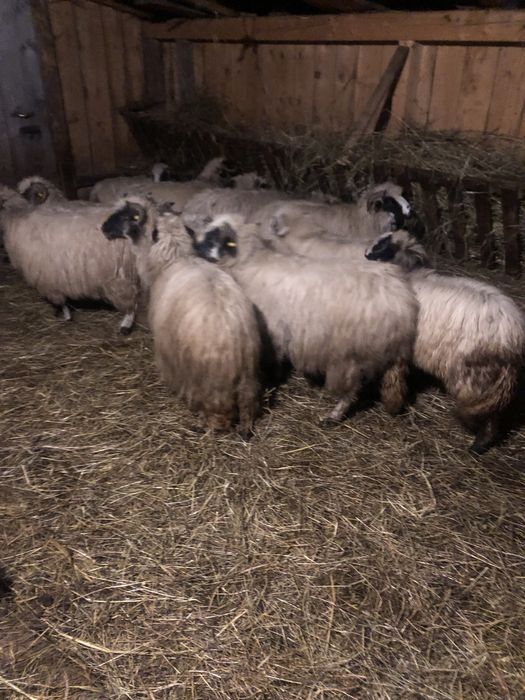 Vând 10 oi petrosani breze