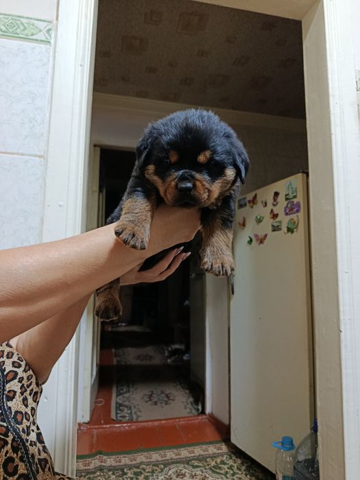 Ройтвелер щенок.