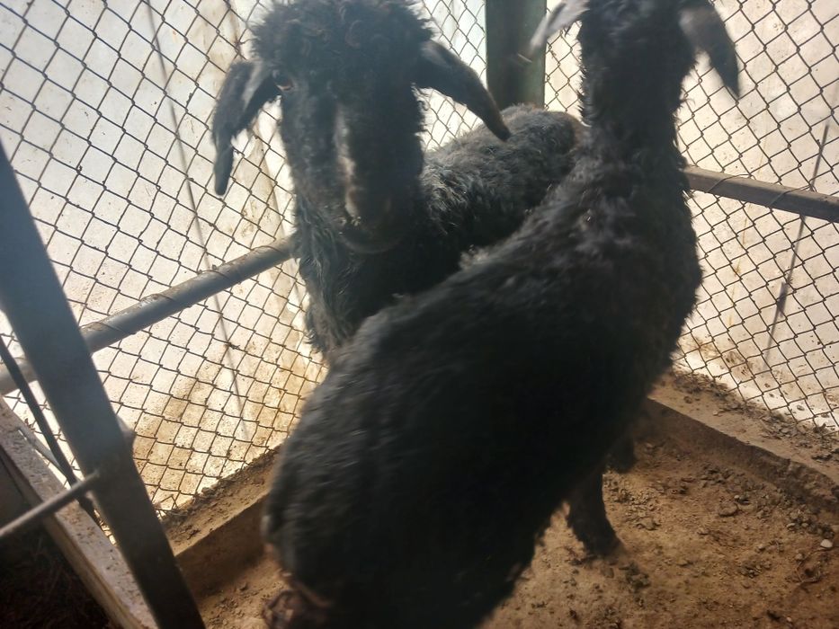 Токтылар сатлады.