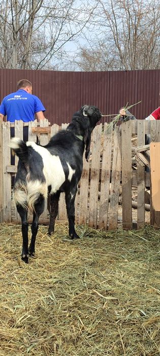 Козлик БиталоКамориНуб