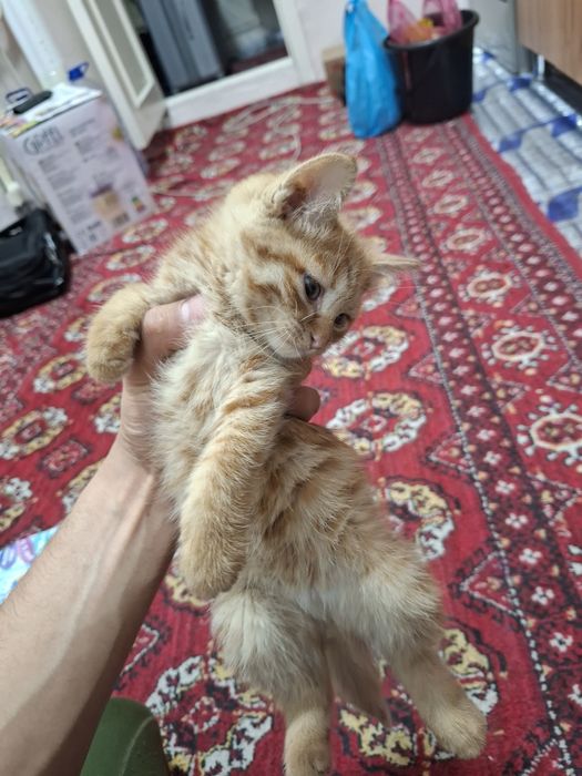 Scotish straght, скотиш страйт