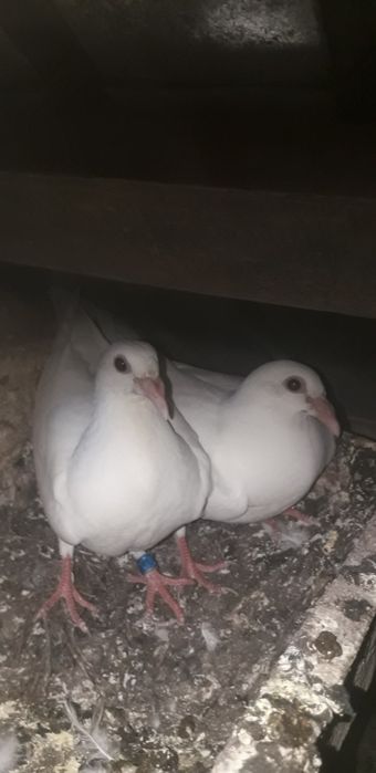 Vand porumbei voiajori