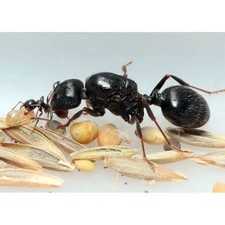 Муравьи жнецы messor structor