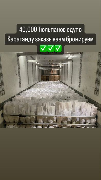 Тюльпаны крупные оптом