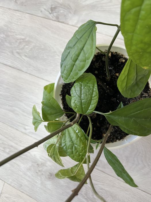 Продам продам красивый цветок  клеродедрум томпас