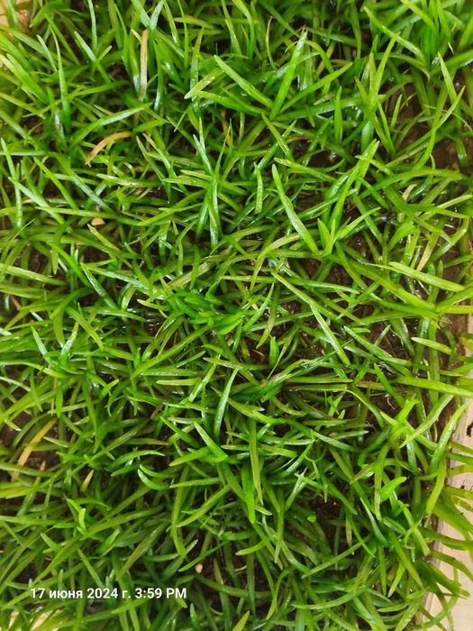 Продам почвопокровку.Тенеллис