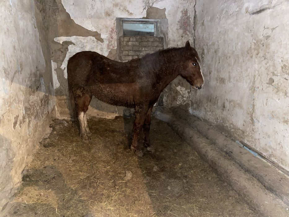 2 летка стоит на откорме 3 месяц