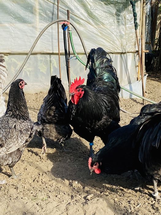 Oua Gaini Australorp