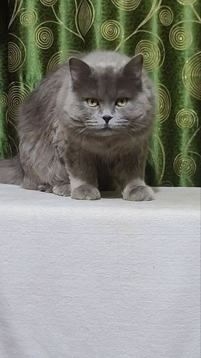 SScottish straight Vyazka(Qo'shishga)