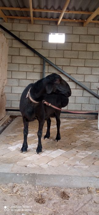 Кочкор зотдор сифатли