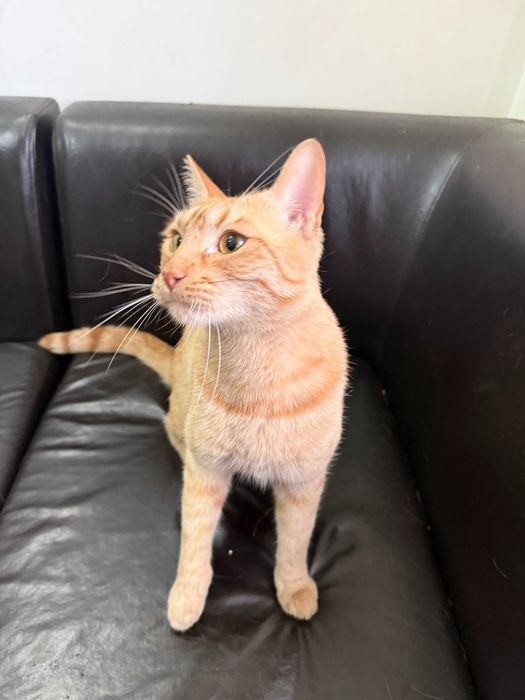 Ofer spre adoptie pisica afectuoasa