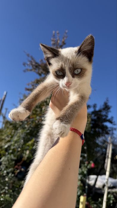 отдам в дорые ручки котят