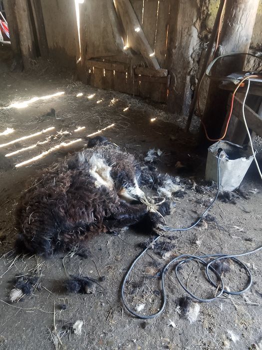 Қой Қырқу, ешкі қырқу. Бағасы келісімді.