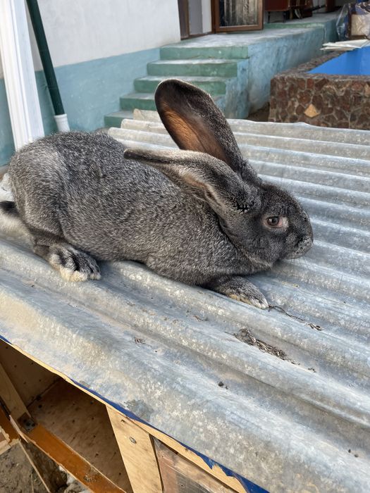 Quyon velikan toza qon