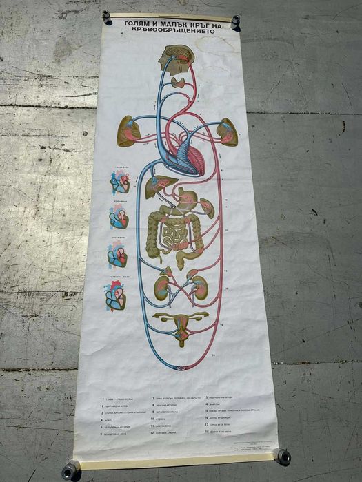 Соц Анатомични Медицински Учебни Плакати