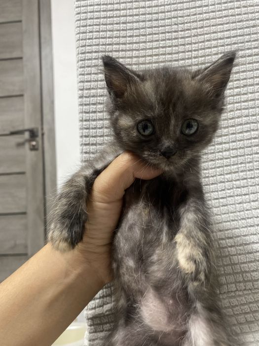 Котенок , девочка , 1,5 месяца