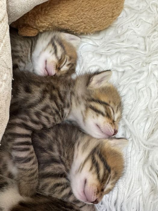 Бенгалские котята