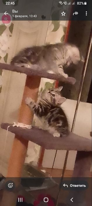 Шотландская кошечка осталась  одна