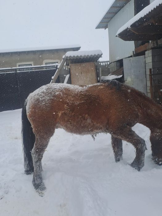 Семіз  жылқы сатылады