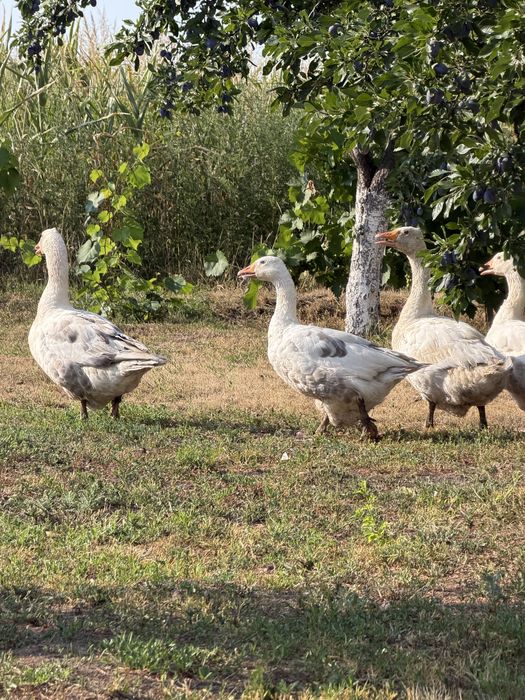 Familie gâşte româneşti