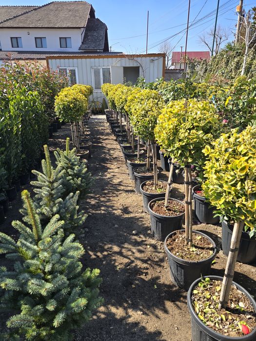 Dafin  Palmier pon-pon