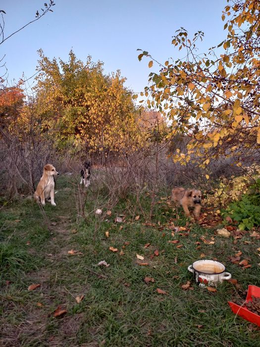 Щеночки в добрые руки