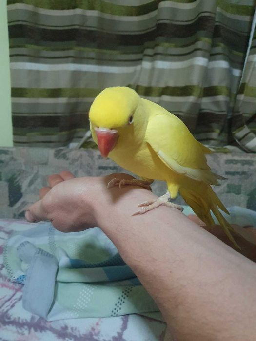 Papagali micul Alexander