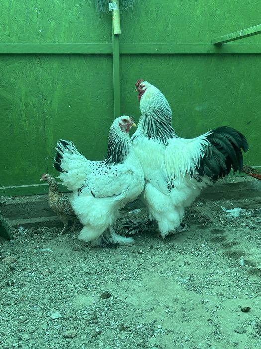 Vand pereche brahma 2025