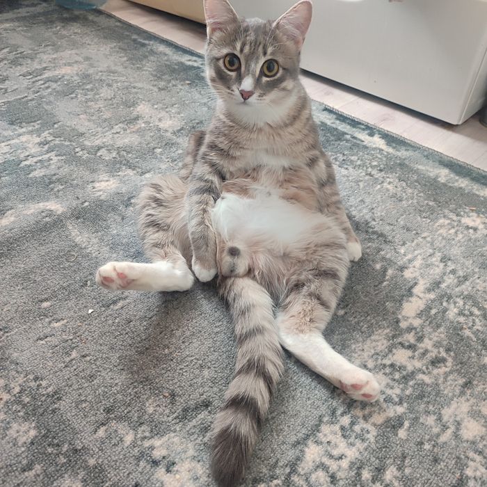 Шикарный котик в добрые руки!!!