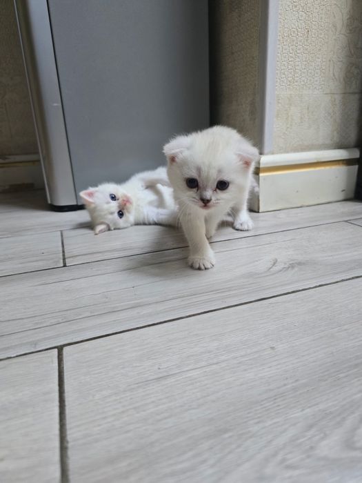 Очаровательные котята скоттишь страйт и скотишь фолд шиншила