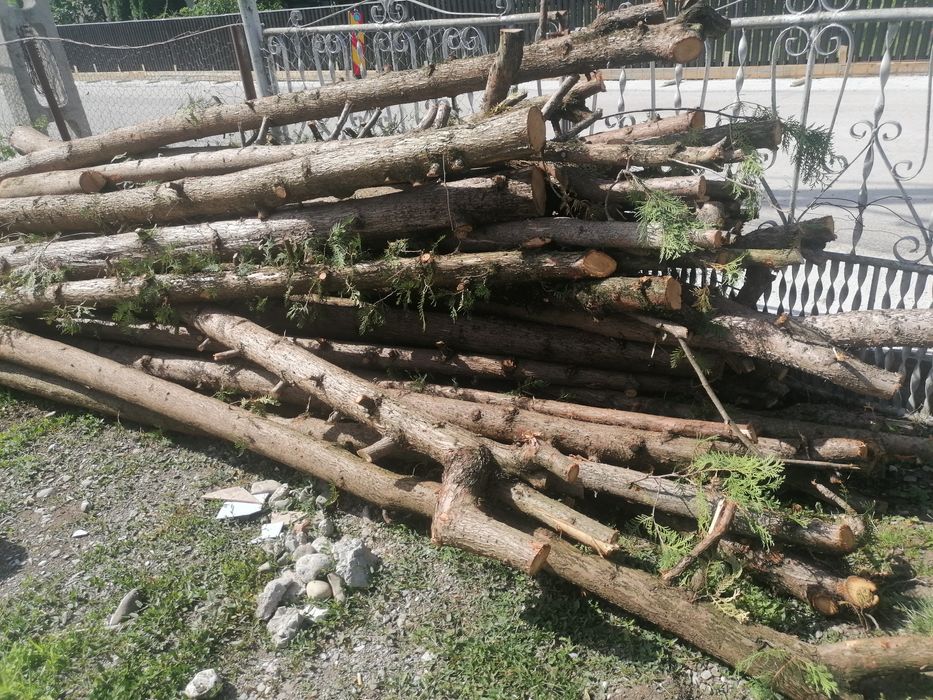 Bile de tuia pentru constuctii