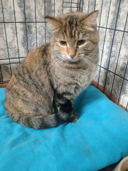 Отдам кота в добрые руки