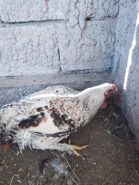 Продам молодых петушков