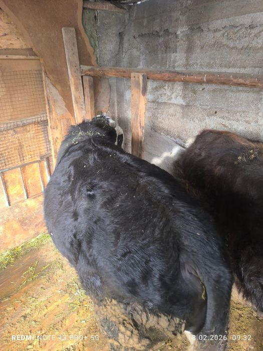 Продам быка 1год 3мес