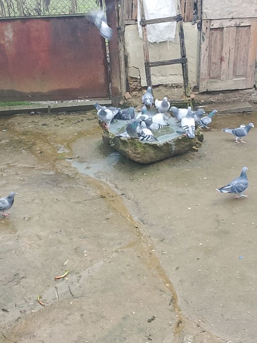 Porumbei de vânzare